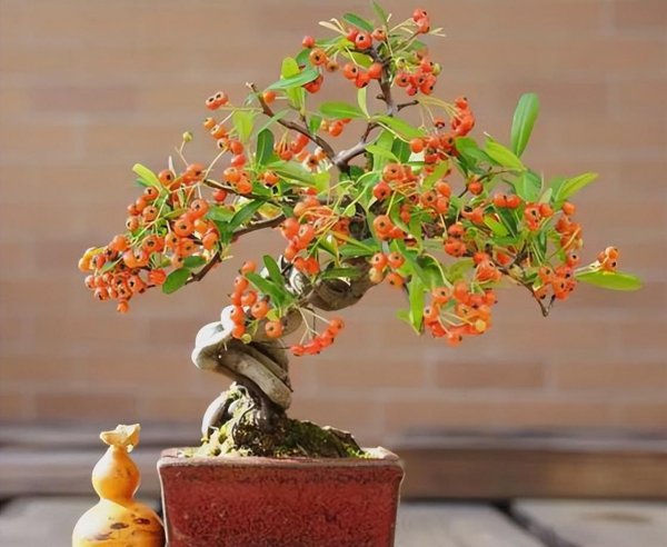 火棘怎么养殖