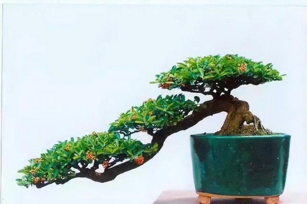 火棘怎么养殖