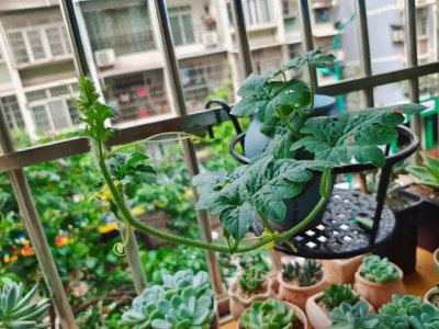 盆栽西瓜如何种植 盆栽西瓜的种植方法和管理
