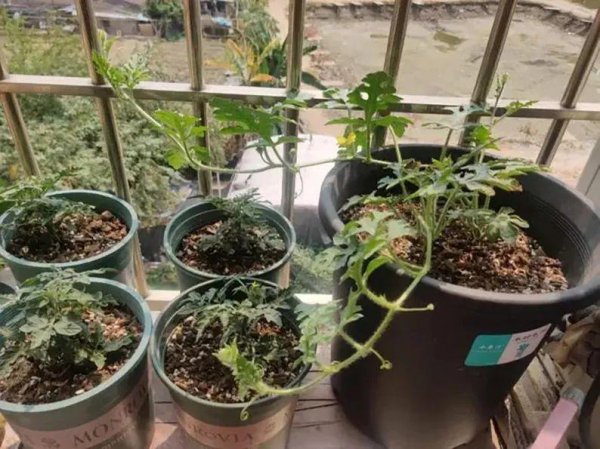 盆栽西瓜如何种植