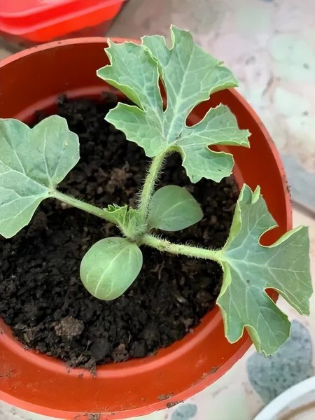 盆栽西瓜如何种植