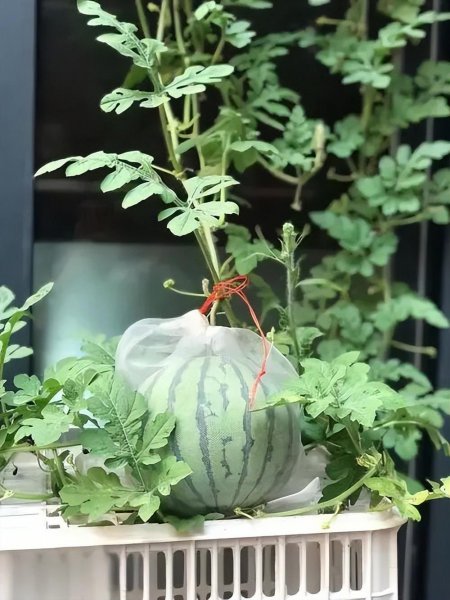 盆栽西瓜如何种植