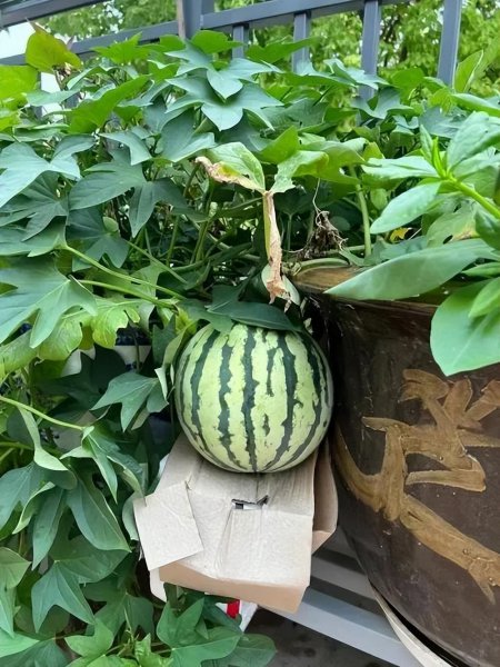 盆栽西瓜如何种植