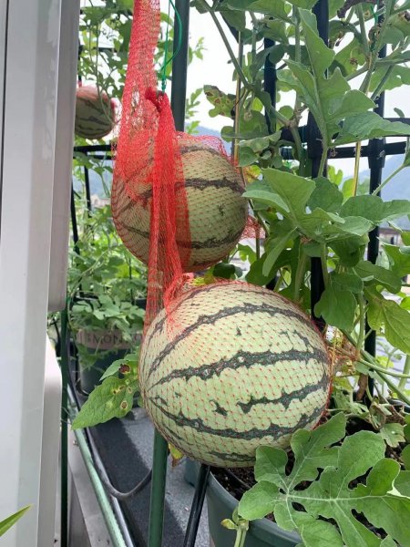 盆栽西瓜如何种植