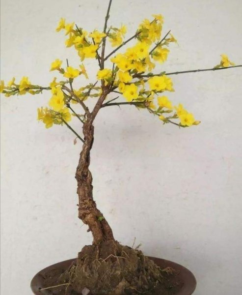 迎春盆景怎么养