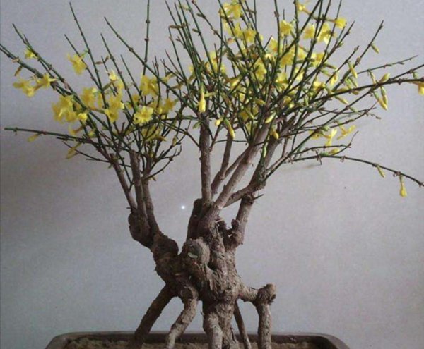 迎春盆景怎么养