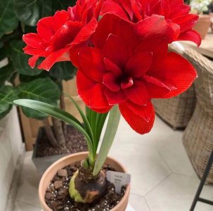 家庭种植的花卉有哪些 适合家庭养殖的花卉排行