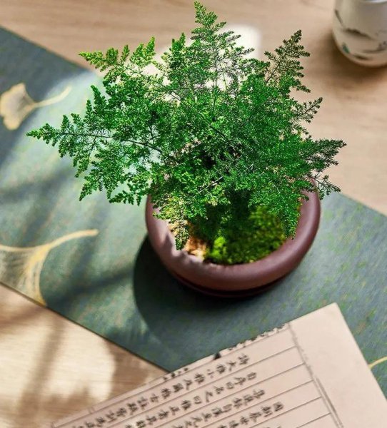 家庭种植的花卉有哪些