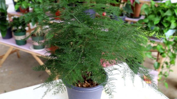 家庭种植的花卉有哪些
