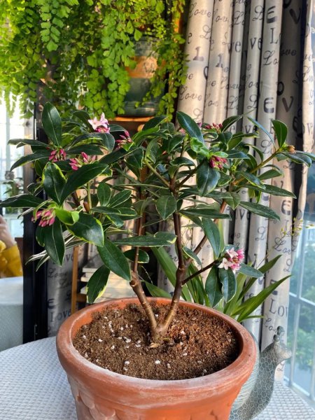家庭种植的花卉有哪些
