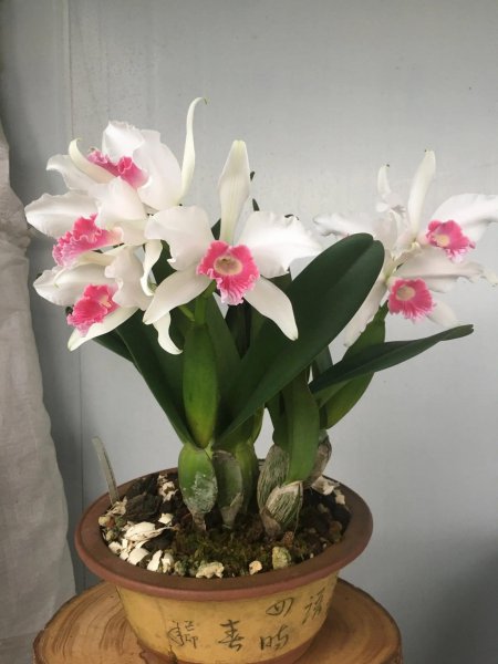 家庭种植的花卉有哪些