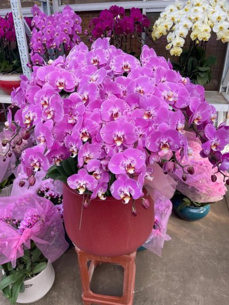 家庭种植的花卉有哪些
