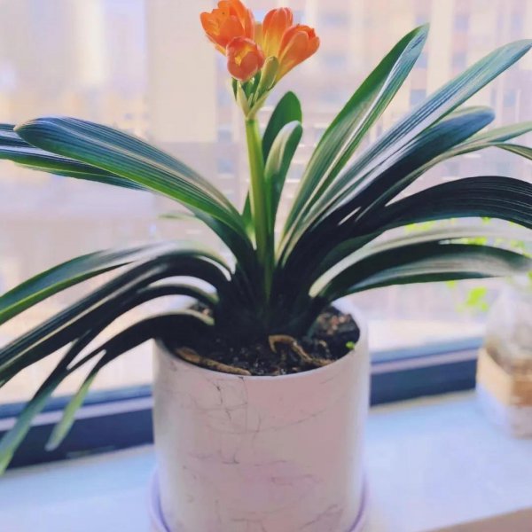 家庭种植的花卉有哪些