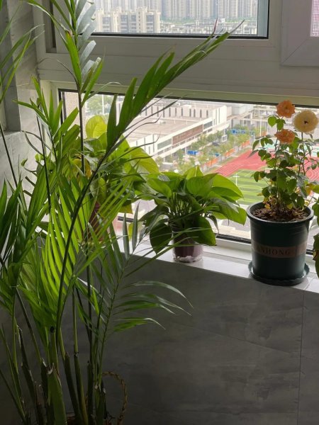 家庭种植的花卉有哪些