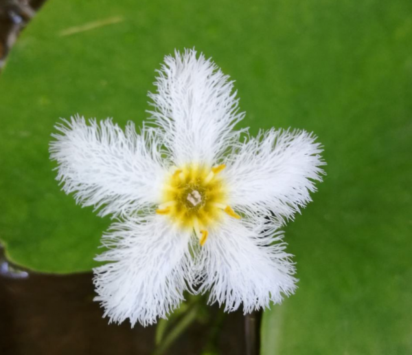 水培花卉植物有哪些
