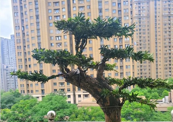 珍珠罗汉松盆景怎么养