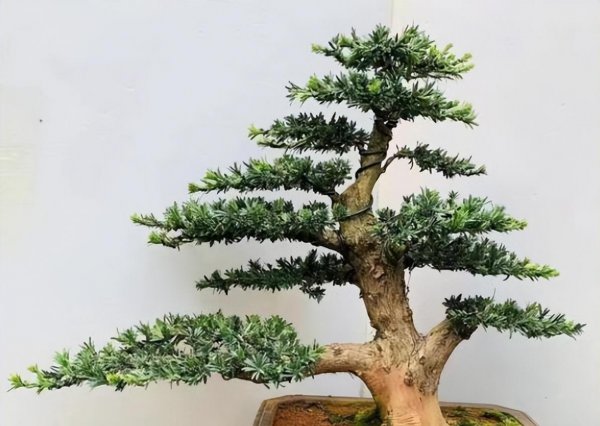 珍珠罗汉松盆景怎么养