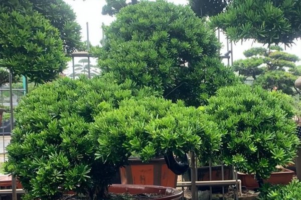 珍珠罗汉松盆景怎么养