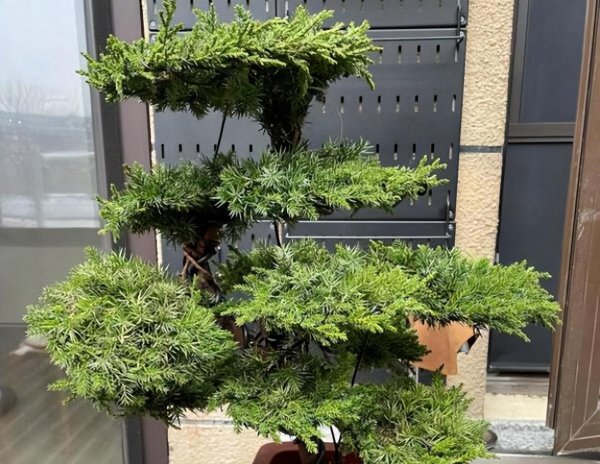 珍珠罗汉松盆景怎么养