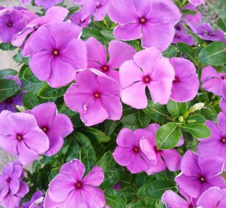 四季?？醚幕ㄓ心男?室内花期长的花排名