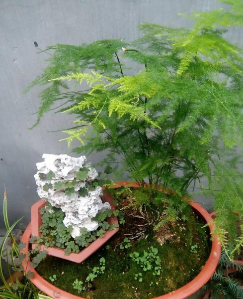风景竹子的种类有哪些