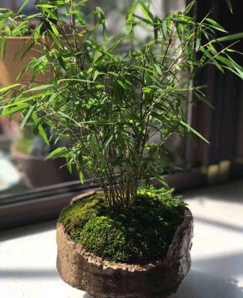 风景竹子的种类有哪些