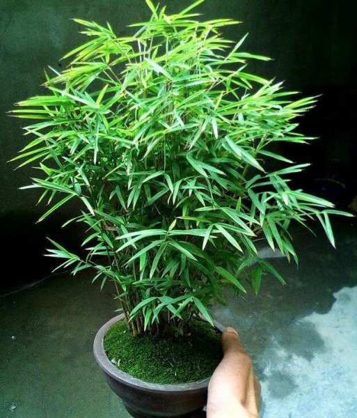 风景竹子的种类有哪些