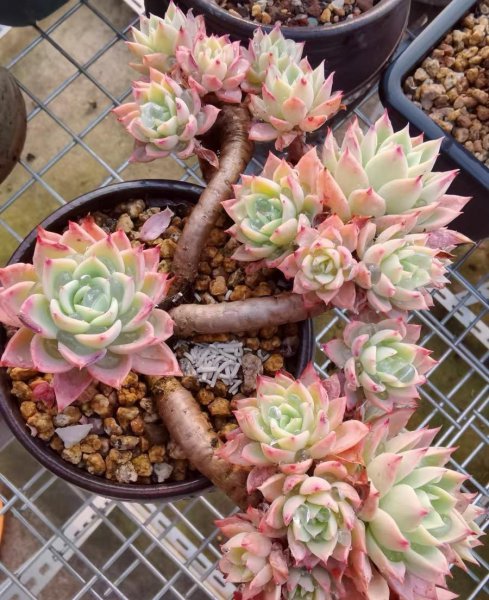 新手种多肉用什么土