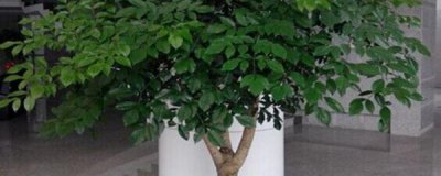 富贵树的养殖方法 室内富贵树的养护要点