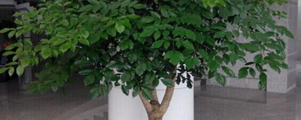 富贵树的养殖方法