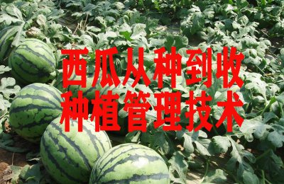 怎样种植西瓜 关于西瓜的种植方法与技术