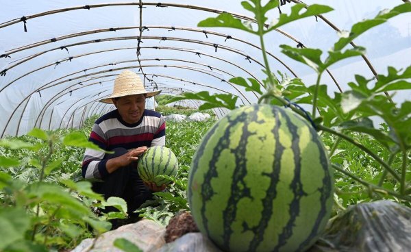 怎样种植西瓜