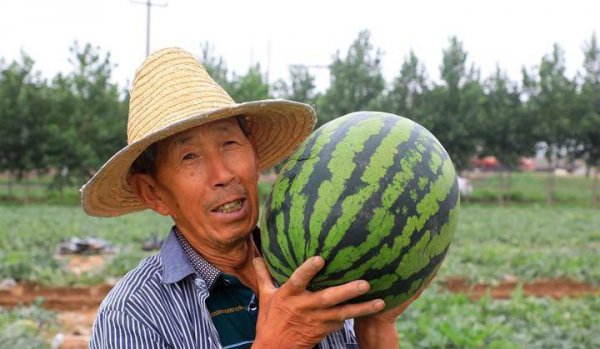 怎样种植西瓜