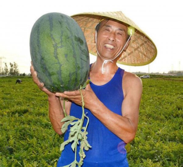 怎样种植西瓜
