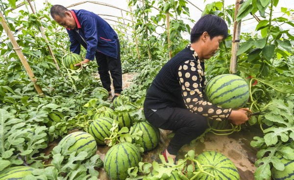 怎样种植西瓜