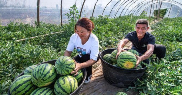 怎样种植西瓜