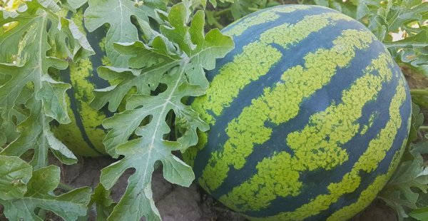 怎样种植西瓜