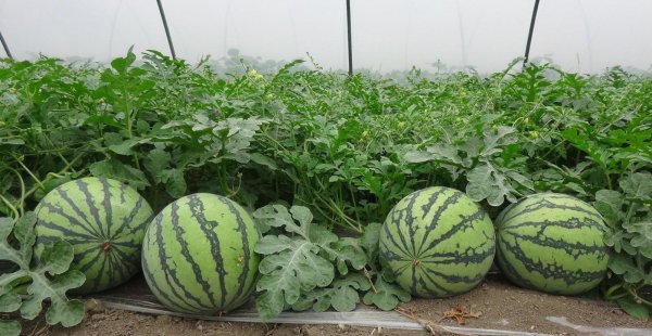 怎样种植西瓜