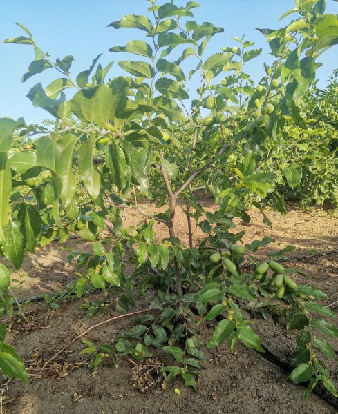 枣树怎么种植