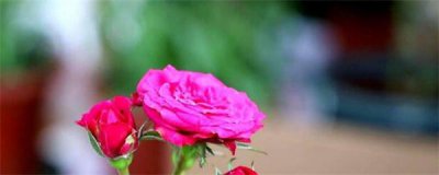 月季花用什么土栽培好 月季花的养殖方法讲解