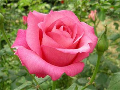 月季花用什么土栽培好
