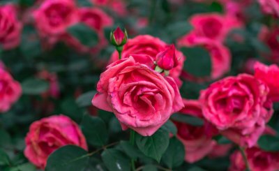 月季花如何养好 详解月季花栽培技术要点