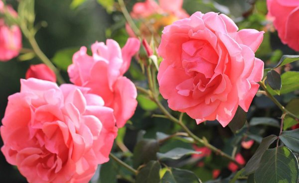 月季花如何养好