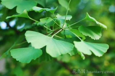 银杏树盆景怎么养殖 银杏盆景的养殖方法和注意事项