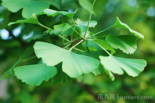 银杏树盆景怎么养殖