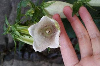 紫斑风铃草怎么养殖
