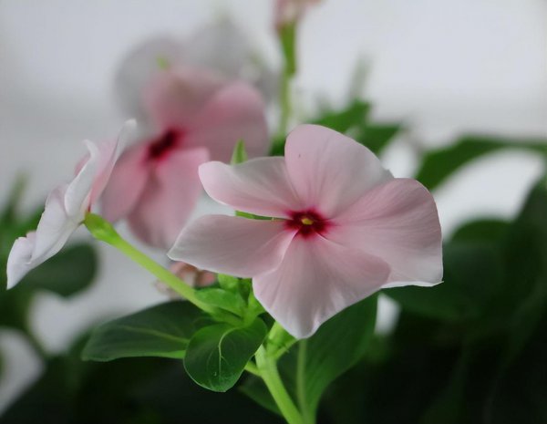 长春花种子怎么种植