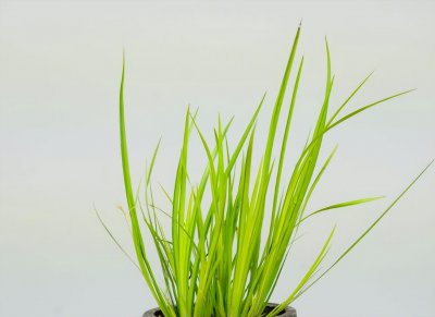 水生大型植物有哪些 常见的水生植物介绍