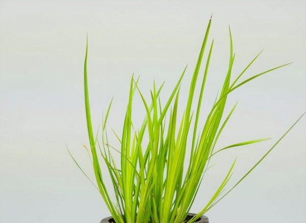 水生大型植物有哪些