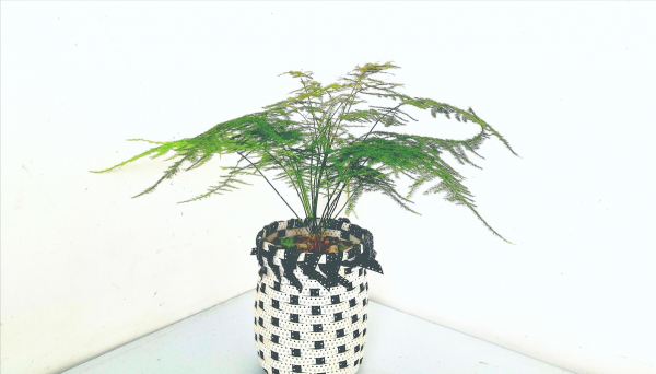 办公室绿植有哪些